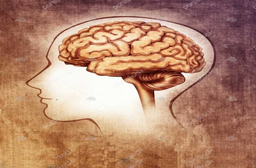  مغز انسان از چند بخش اصلی تشکیل شده است؟