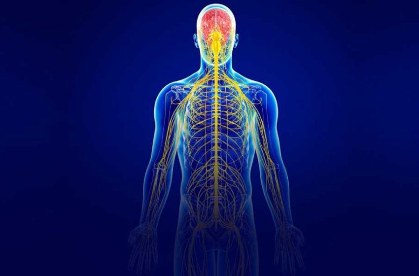  اعصاب مغزی و نخاعی دربرگیرنده ی چه عصب های در بدن هستند؟