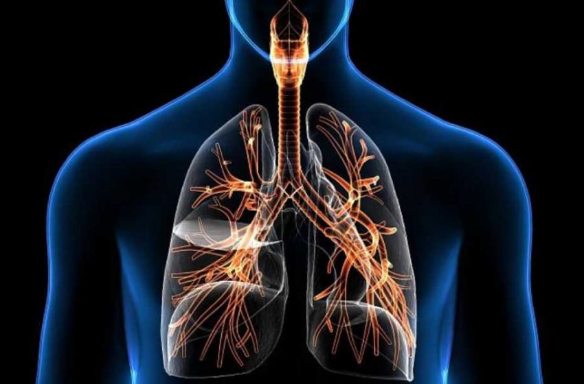  سیستم تنفسی چه نقشی در عملکرد بدن انسان دارد؟